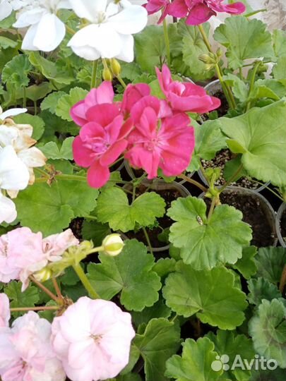 Пеларгония герань