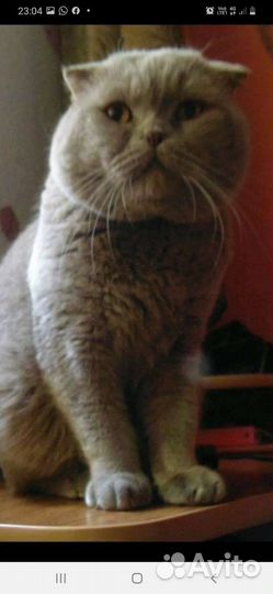 Вислоухие котята шотландские розовоносики