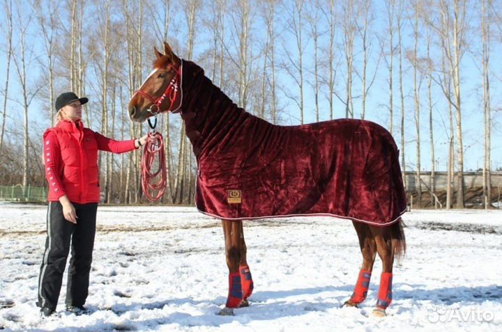 Попона для лошади