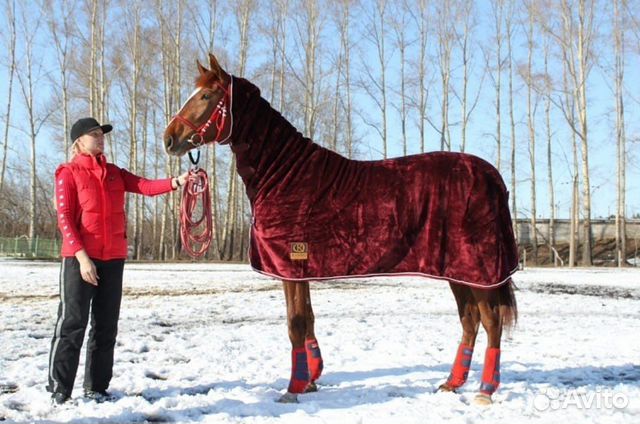 Попона для лошади