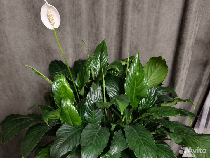 Фикус Бенджамина, Спатифиллум