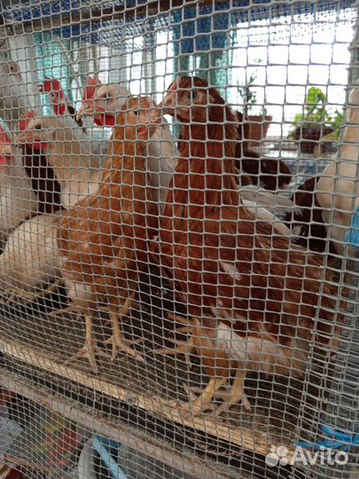 Куры молодки несушки