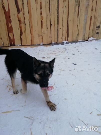 В добрые руки