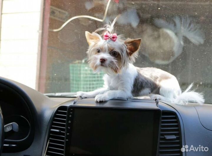 Крошка на ладошку