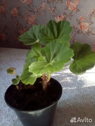 Пеларгония герань