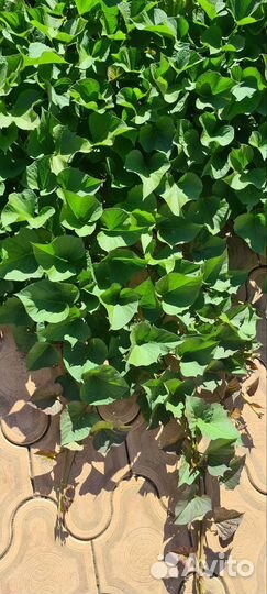 Ипомея батат на срез