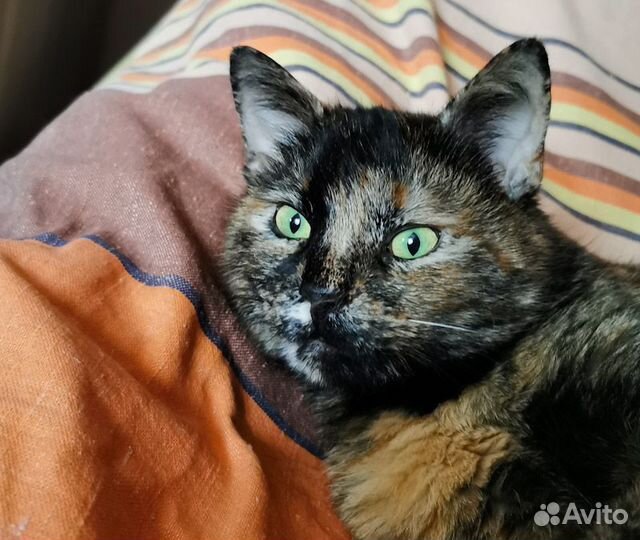 Кошка черепашка в дар