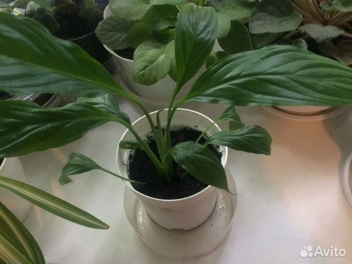 Спатифилум