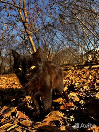 Кашка на вязку