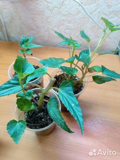 Рассада цветов