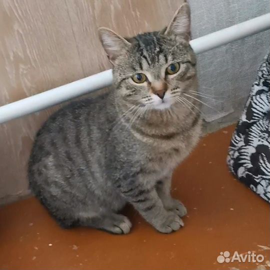 Кот подросток