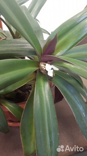 Рео разноцветная.Взрослое