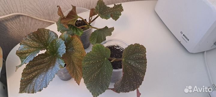 Бегония крылья ангела