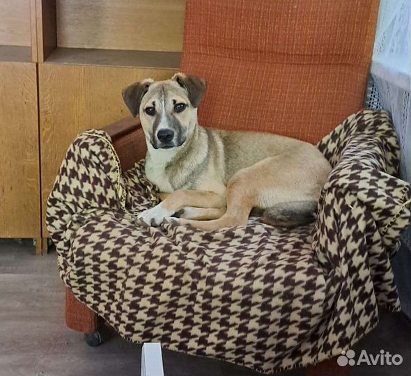 Собака в добрые руки