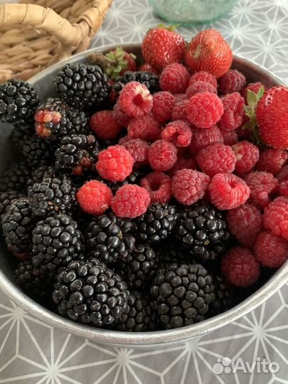 Ежевика ремонтантная