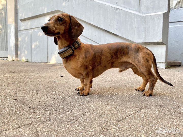 Кроличья такса кобель (для случки)