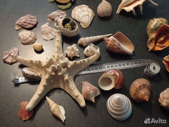 Набор ракушек