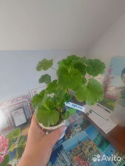 Герань пеларгония цветущее растение