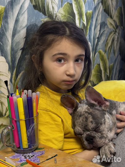 Фоанцузкий бульдог щенок