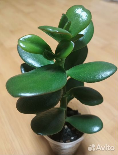 Денежное дерево. Толстянка(Crassula)