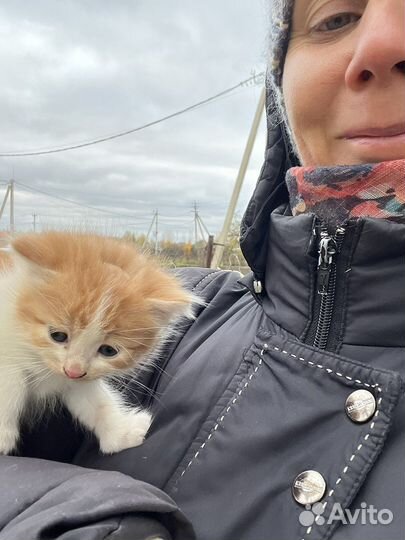 Кошка в дар бесплатно