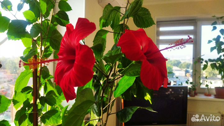 Сортовые гибискусы
