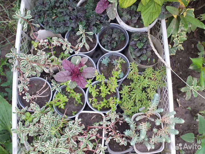 Почвопокровные