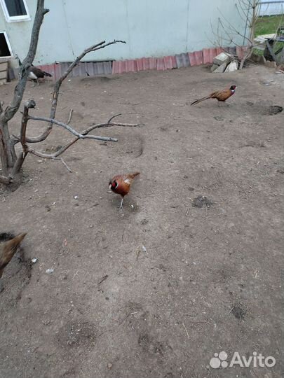 Фазаны румынский и охотничий