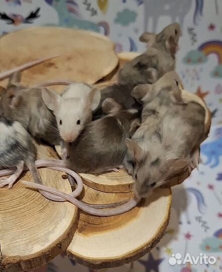 Сатиновые мыши