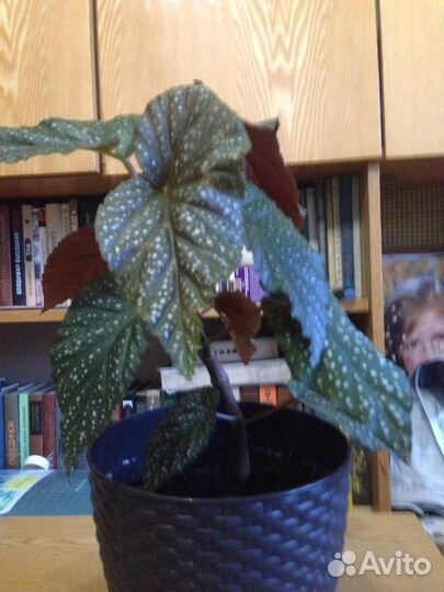 Бегония Люцерна