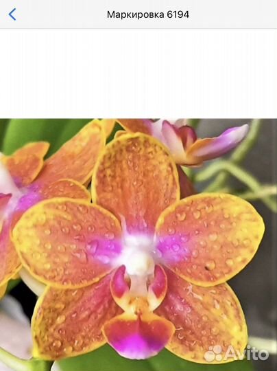 Орхидеи на подарок