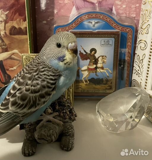 Волнистый попугай ручной