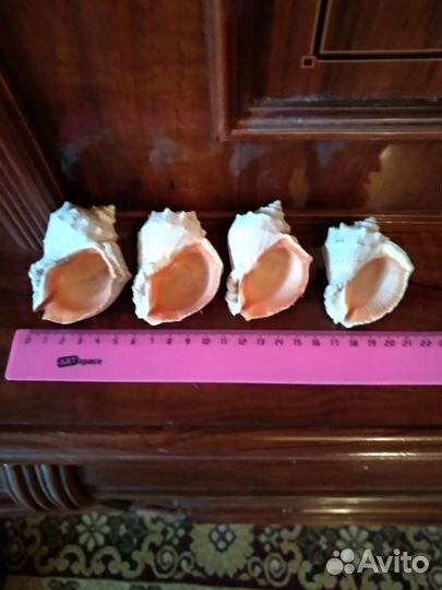 Раковины аквариум