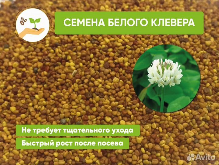 Семена клевера белого