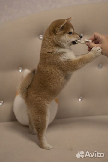 Щенки Сиба ину