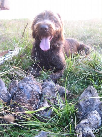 Отдам дратхаара