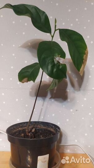 Джекфрут, лонган