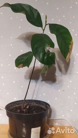 Джекфрут, лонган