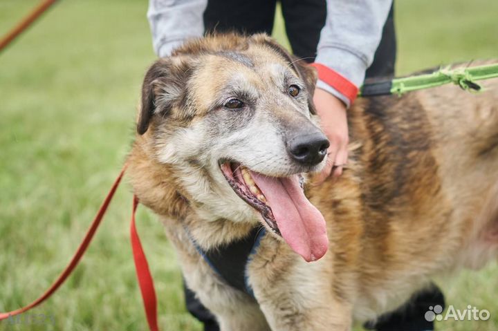 Самый добрый и ласковый пёс не может найти дом