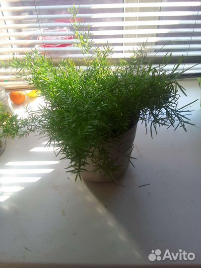 Комнатные растения