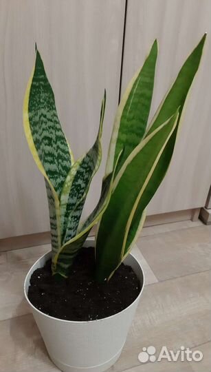 Сансевиерия (щучий хвост, тещин язык)