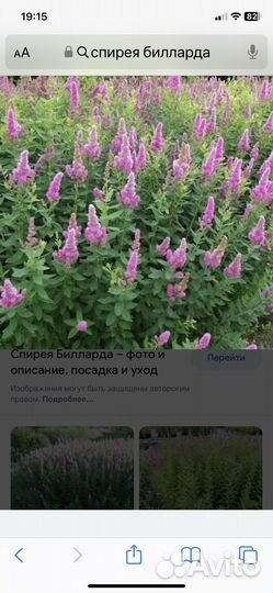 Спирея Билларда