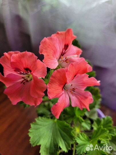 Королевская пеларгония Elegance Femke