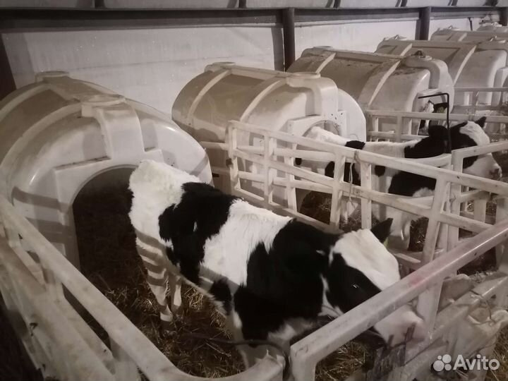 Бычки телочки