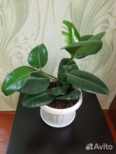 Фикусы разные