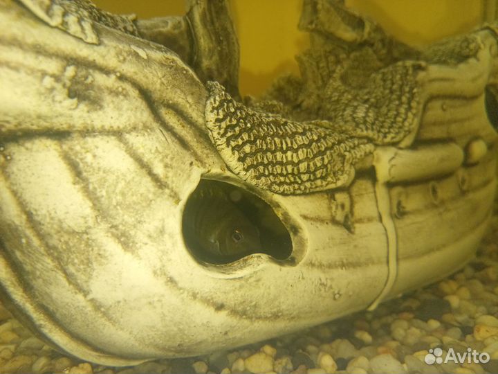 Аквариумные рыбки