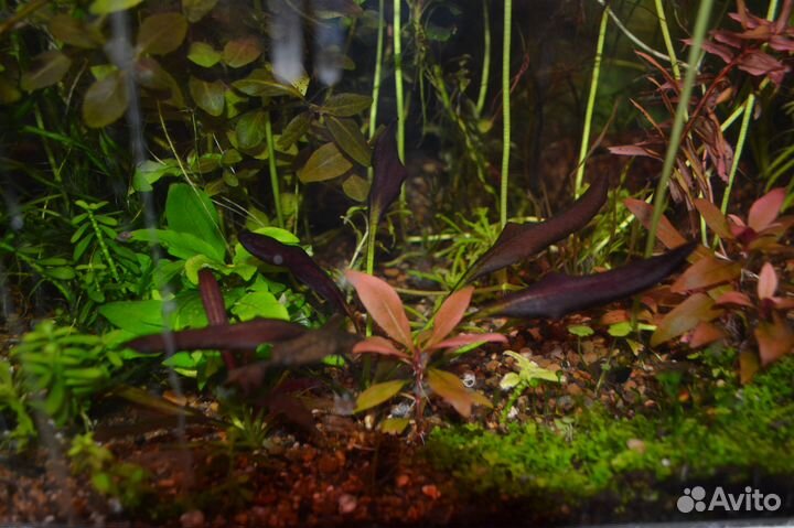 Аквариумные растения, мхи и папоротники