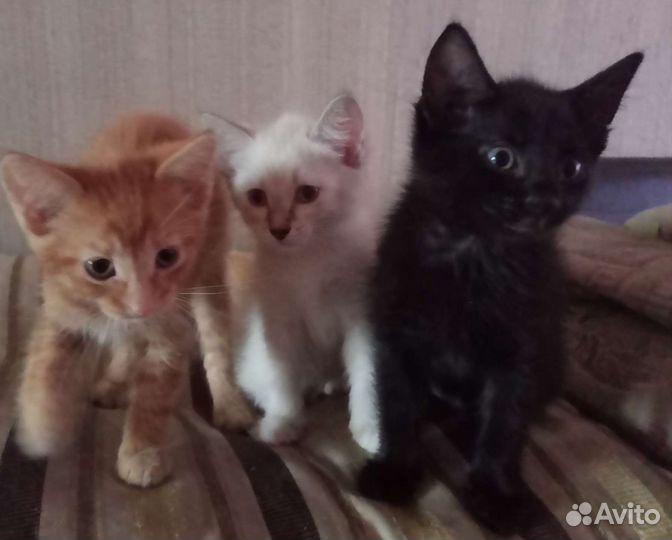 Котята