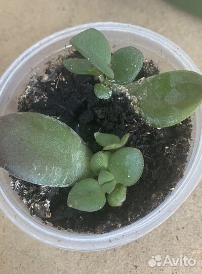 Суккулент Крассула Толстянка. Детки