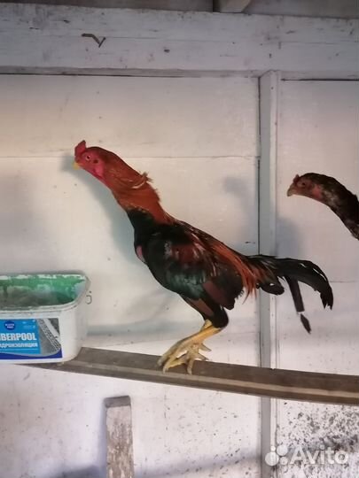 Бойцовые петухи о шамо